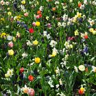 Blumenwiese im Botanischen Garten