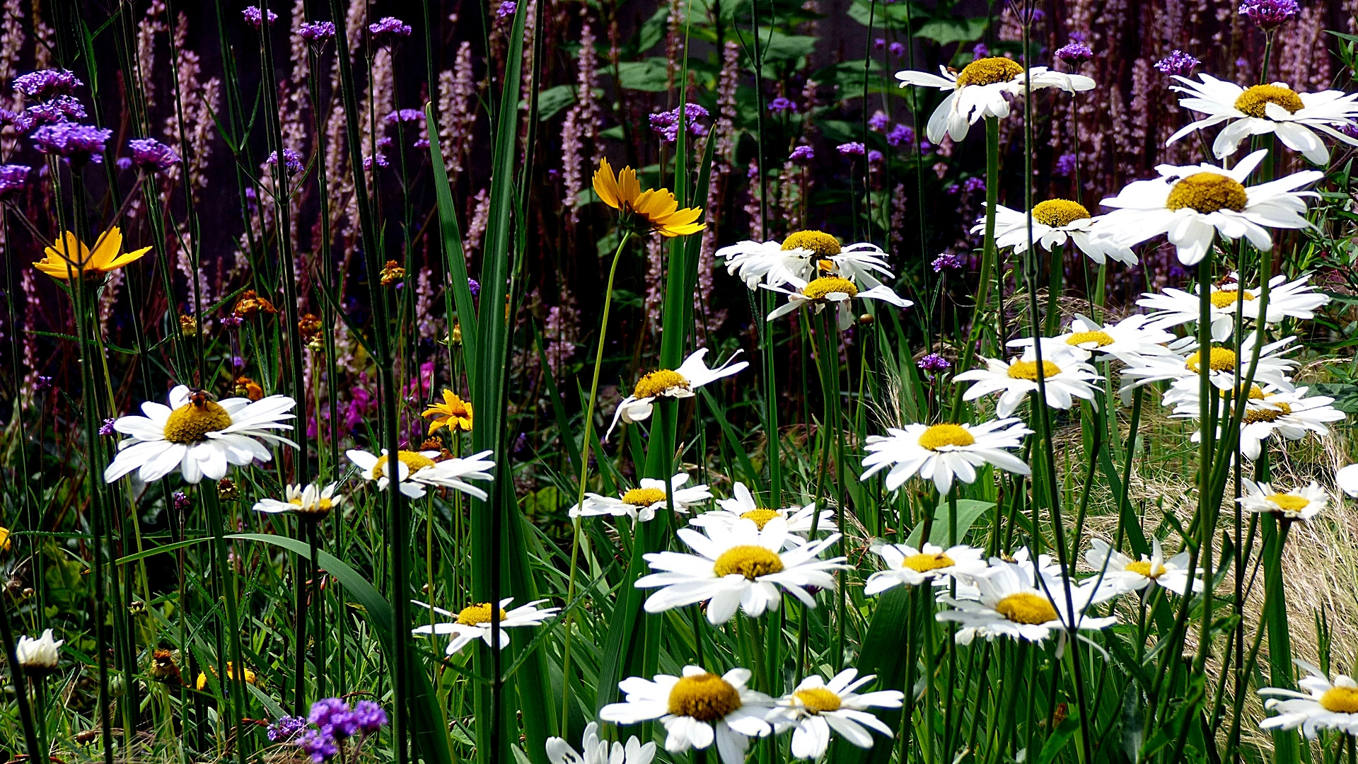 Blumenwiese im Botanischen Garten. Foto & Bild landschaft, garten