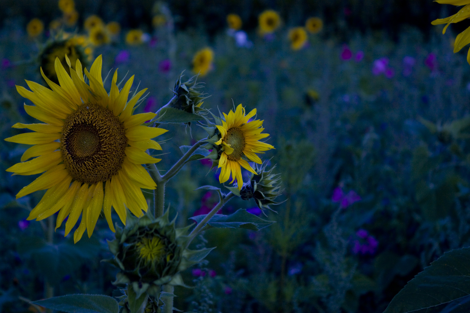 Blumenwiese im ersten Licht