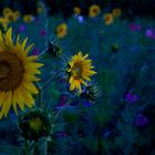 Blumenwiese im ersten Licht