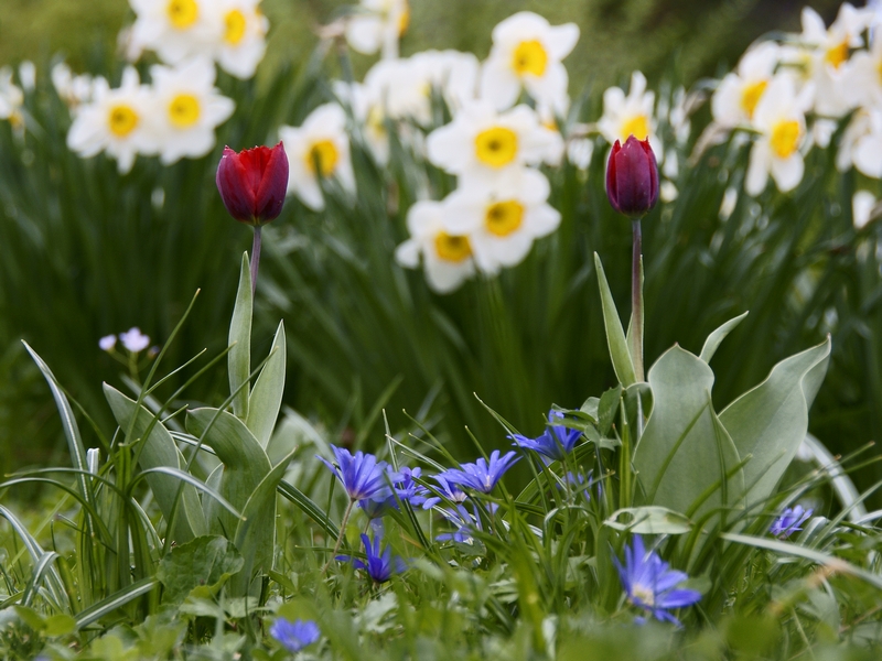 Blumenwiese im Frühling Foto & Bild | jahreszeiten, frühling, blumen