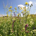 Blumenwiese im Frühsommer.......