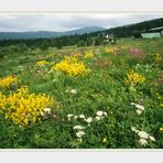 Blumenwiese im Gebirge