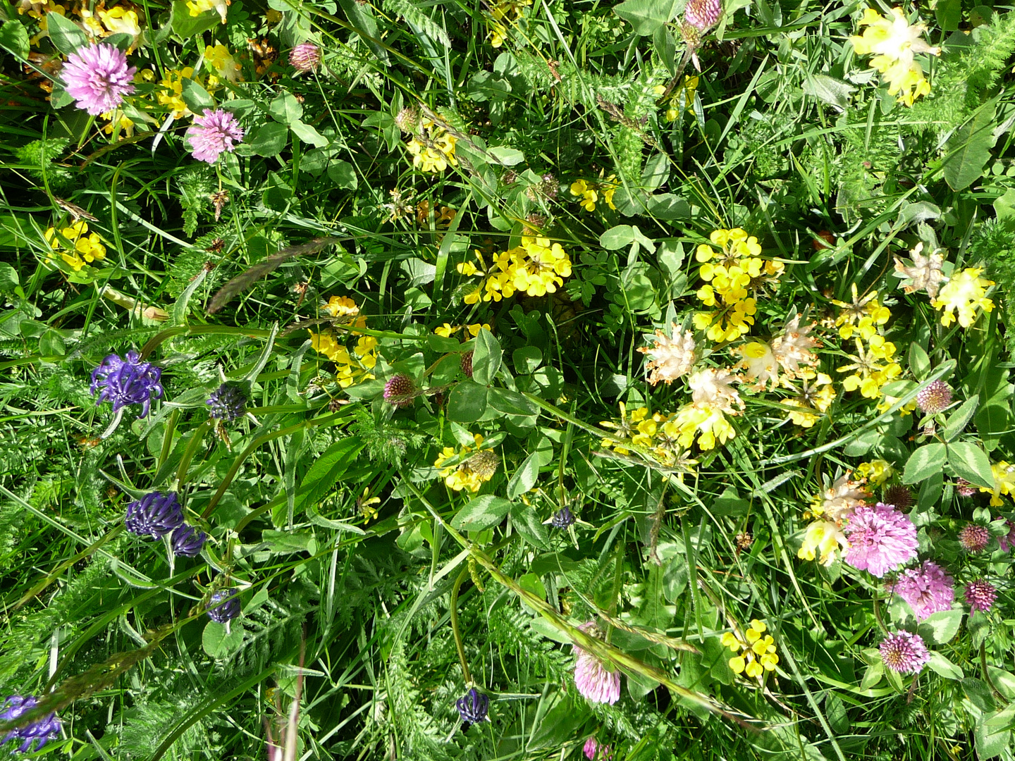 Blumenwiese im Grödnertal, Juni 2010