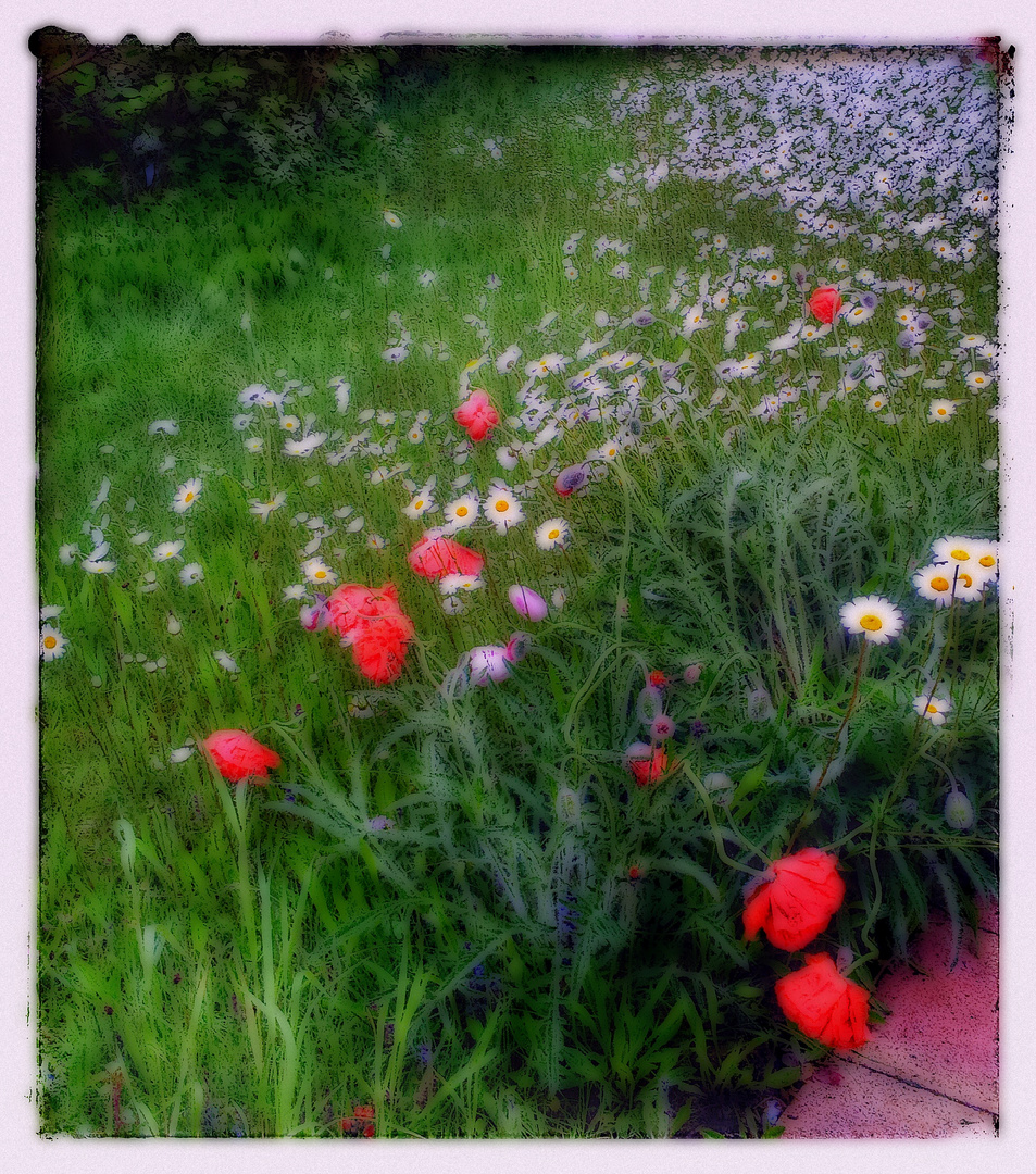 Blumenwiese im heutigen Regen