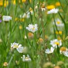 Blumenwiese im Juni 2014