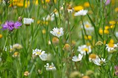 Blumenwiese im Juni 2014