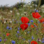 Blumenwiese im Juni