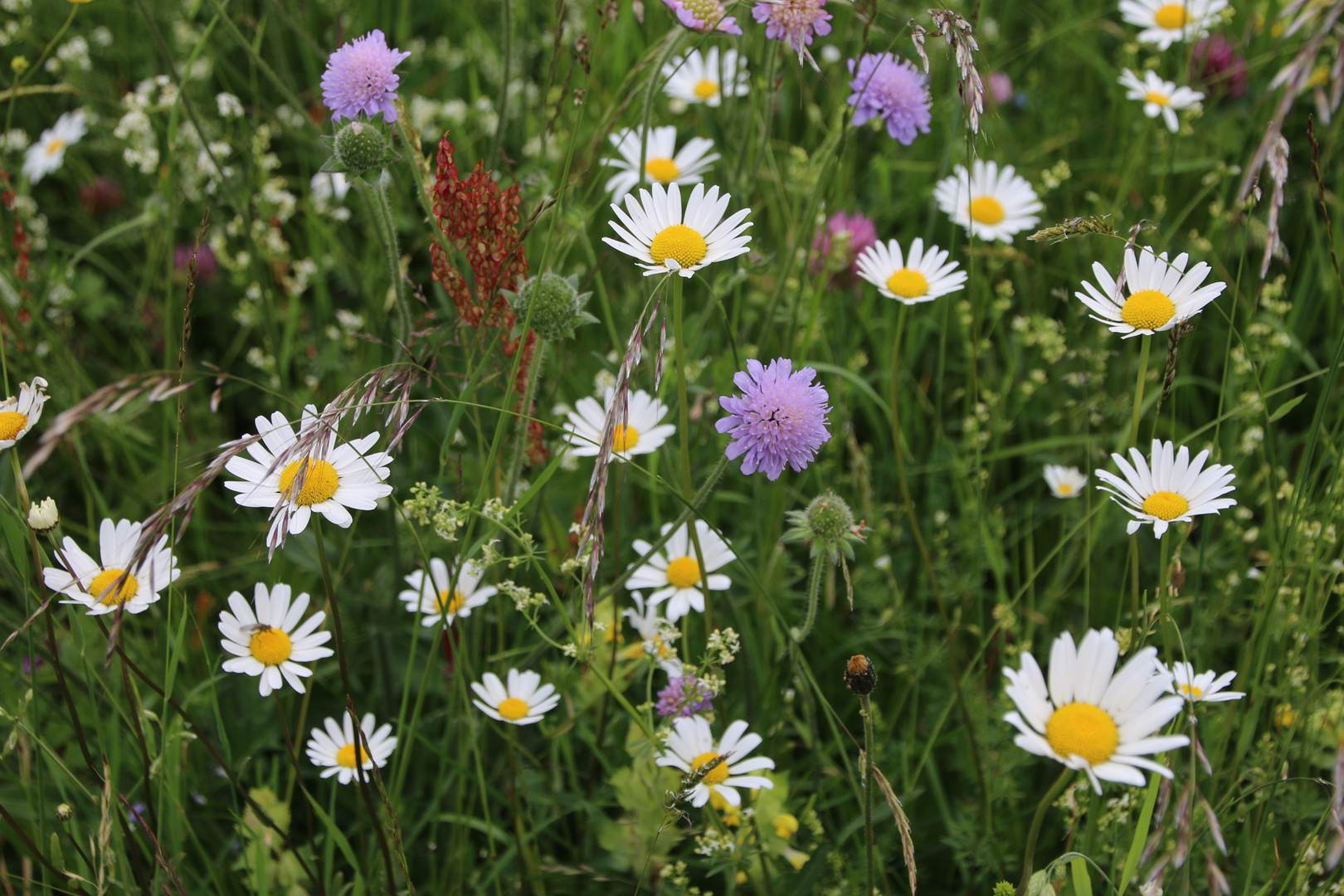 Blumenwiese im Juni - CH ... ´14