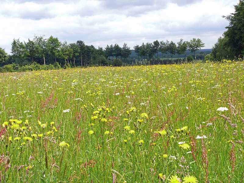 Blumenwiese im Juni