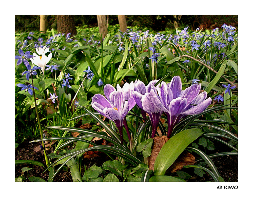 Blumenwiese im Karlsruher Schlossgarten...