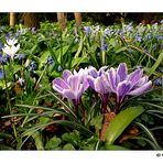 Blumenwiese im Karlsruher Schlossgarten...