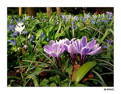 Blumenwiese im Karlsruher Schlossgarten...