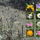 Blumenwiese im Kleinwalsertal