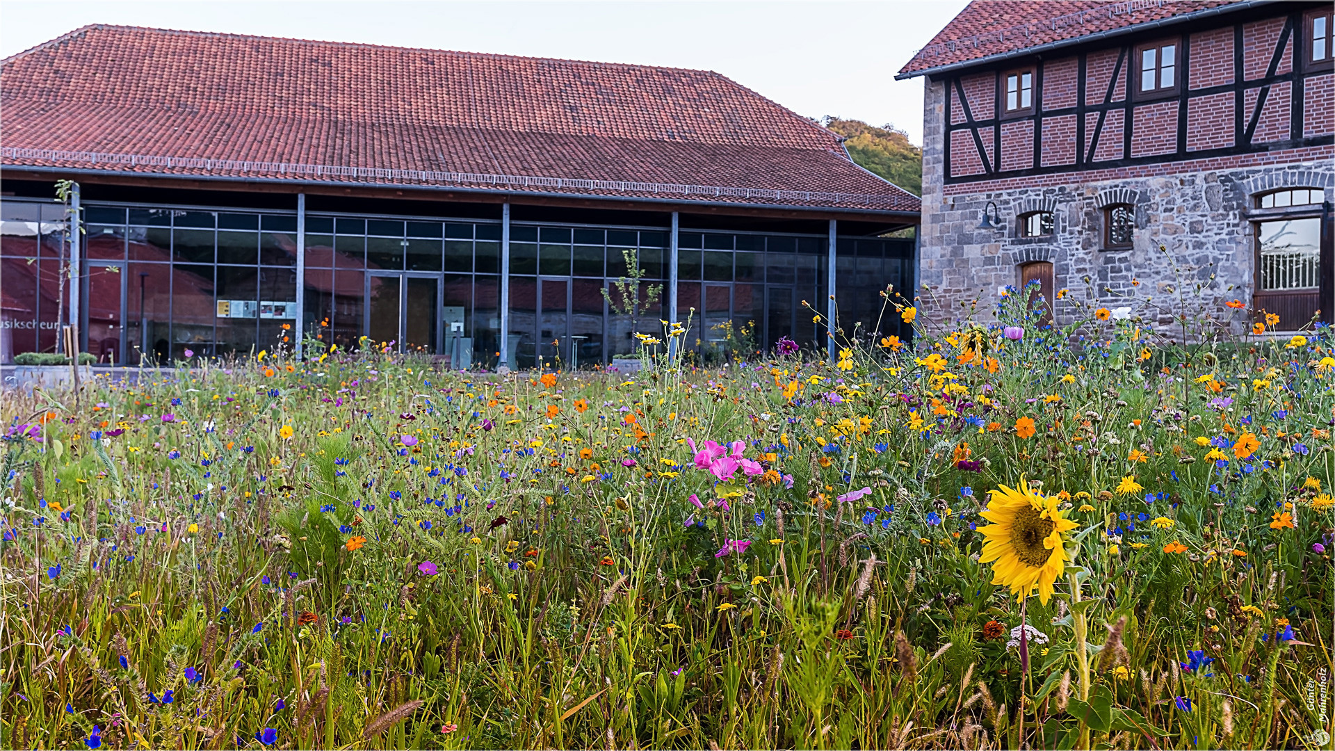 Blumenwiese im Kloster