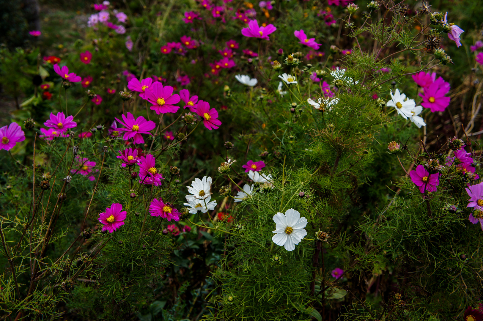 Blumenwiese im Kreisverkehr...http://www.youtube.com/watch?v=JpVlMRJifLQ