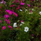 Blumenwiese im Kreisverkehr...http://www.youtube.com/watch?v=JpVlMRJifLQ