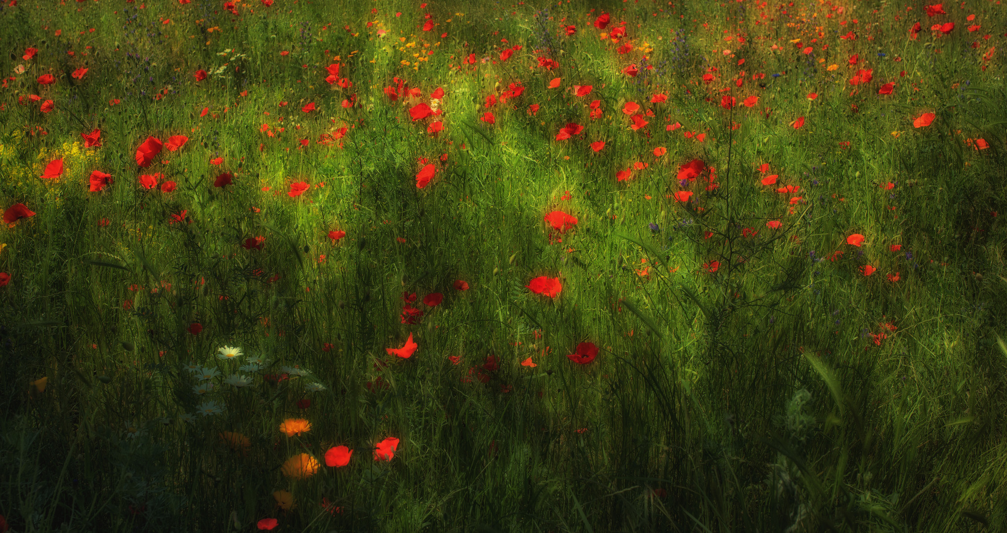 Blumenwiese im Lichtschein