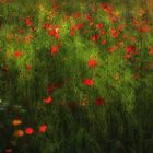 Blumenwiese im Lichtschein