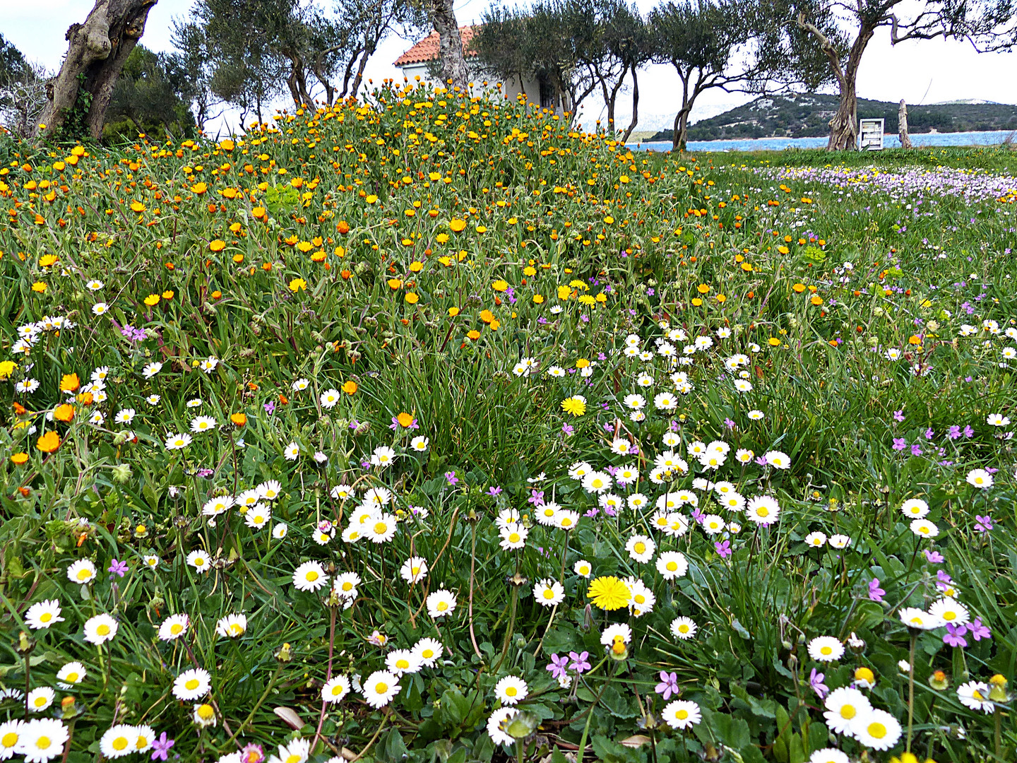 Blumenwiese im März 2019