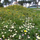 Blumenwiese im März 2019