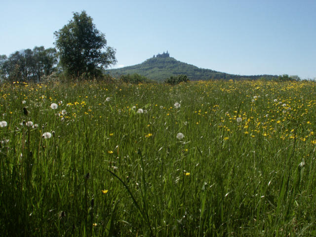 Blumenwiese im Mai