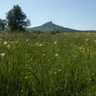 Blumenwiese im Mai