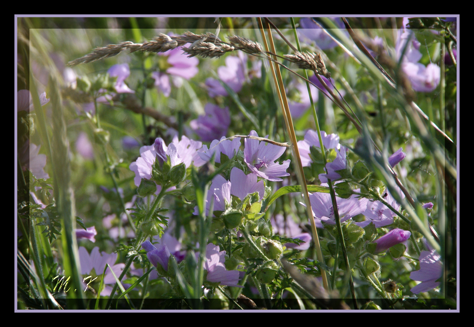 Blumenwiese im Mai