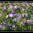 Blumenwiese im Mai