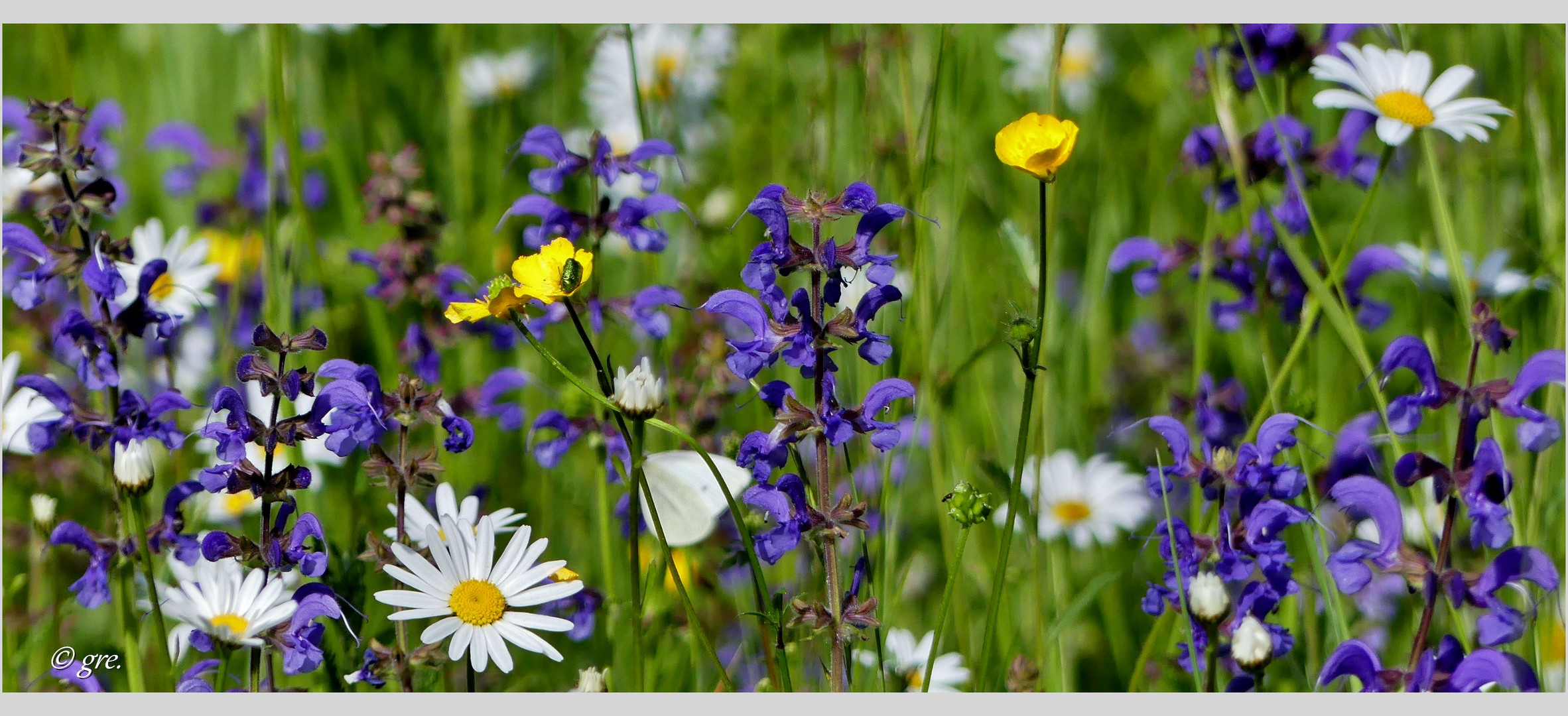 Blumenwiese im Mai