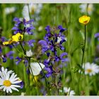 Blumenwiese im Mai