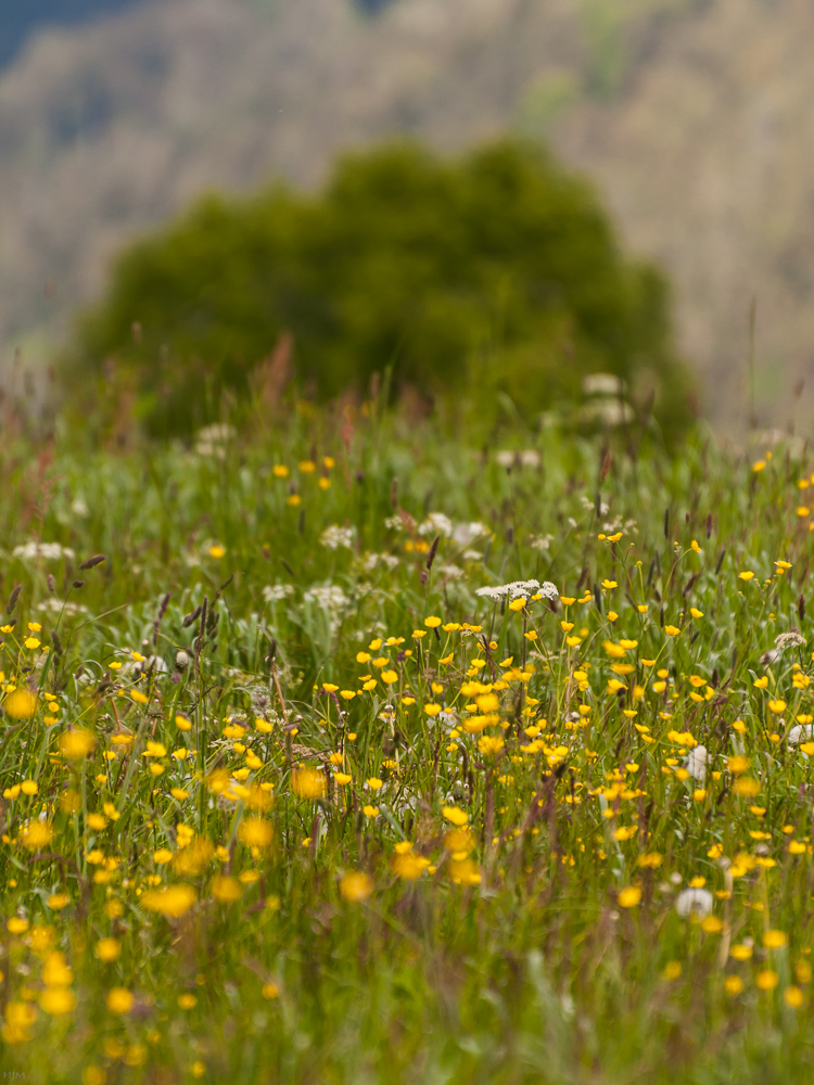 Blumenwiese im Mai