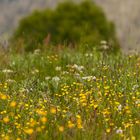 Blumenwiese im Mai