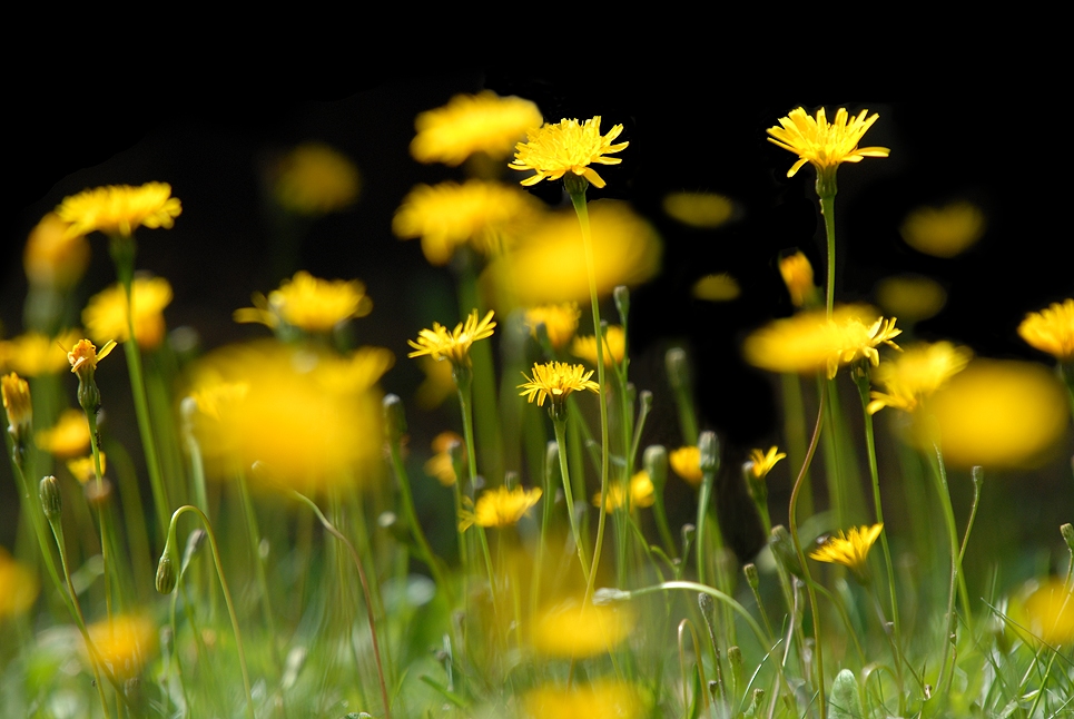 Blumenwiese im Montblanc Massiv