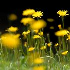 Blumenwiese im Montblanc Massiv