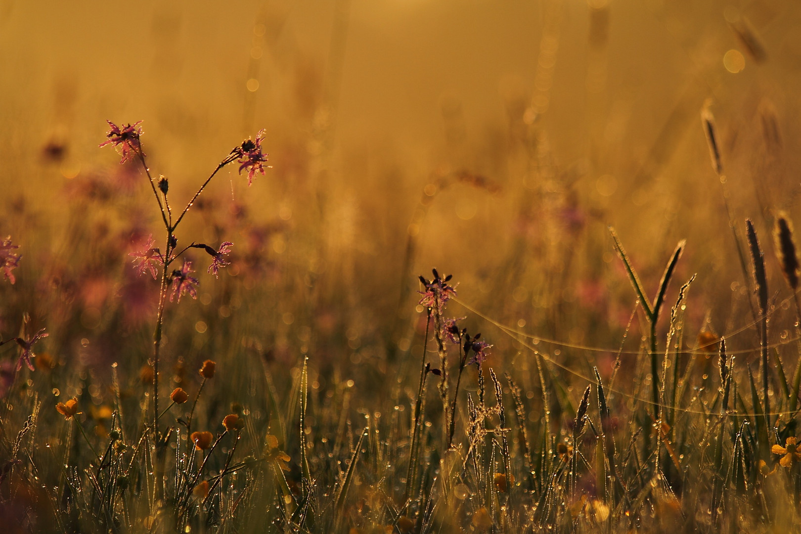 Blumenwiese im Morgenlicht