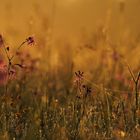 Blumenwiese im Morgenlicht