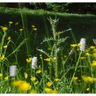 Blumenwiese im Oberbergischen