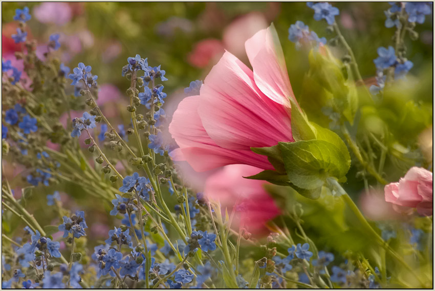 blumenwiese im regen #2