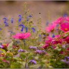 blumenwiese im regen