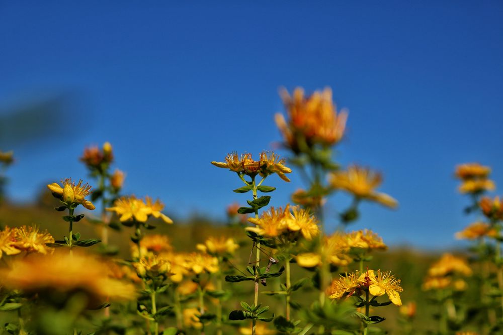 Blumenwiese im Sommer