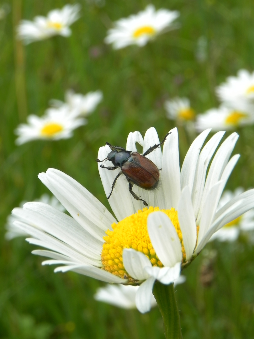 Blumenwiese im Sommer