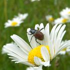 Blumenwiese im Sommer