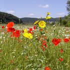 Blumenwiese im Sommer