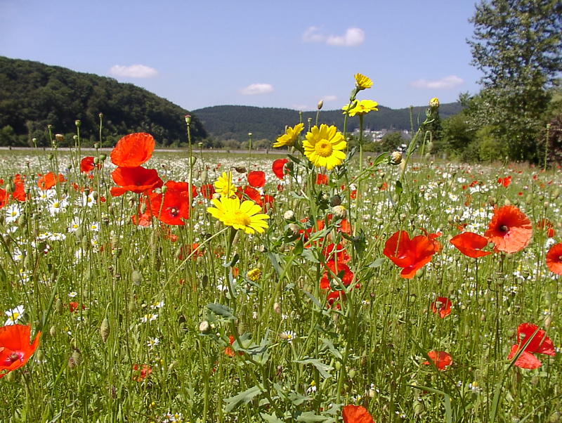 Blumenwiese im Sommer