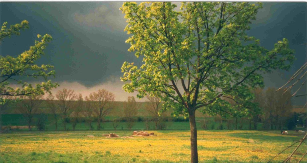 Blumenwiese im Sommergewitter