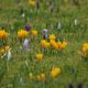 Blumenwiese im Sonnenschein!