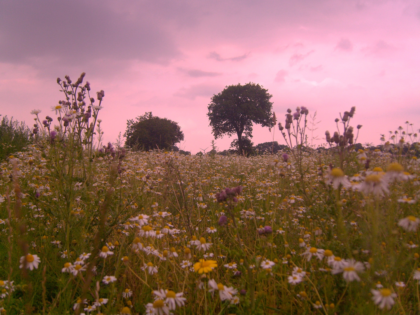 Blumenwiese im Sonnenuntergang