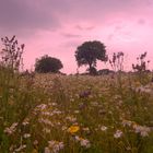 Blumenwiese im Sonnenuntergang