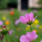 Blumenwiese im Stadtpark